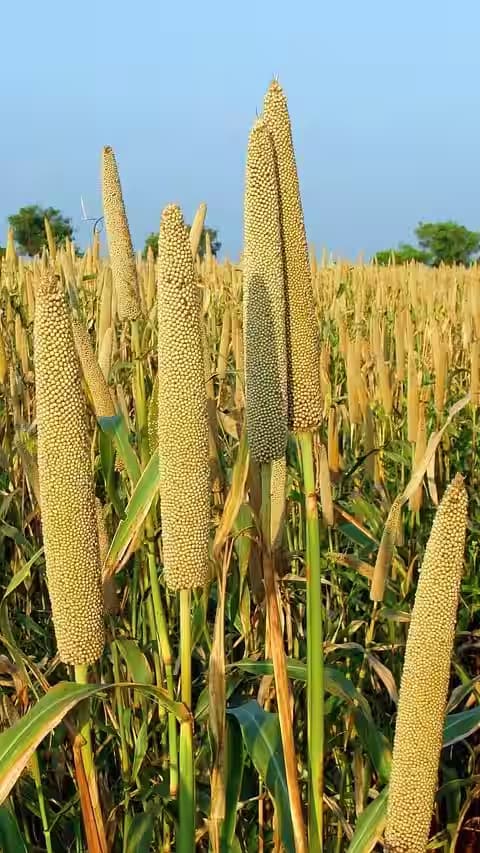 Bajra (Pearl Millet)