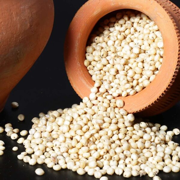 Jowar (Sorghum)