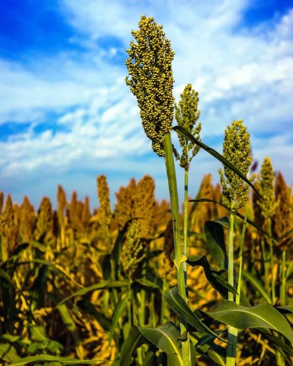 Jowar (Sorghum) 1 Jowar (Sorghum)